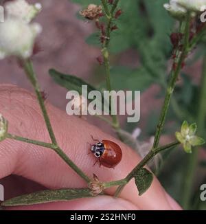 Spotless Lady Beetle (Cycloneda sanguinea) Banque D'Images