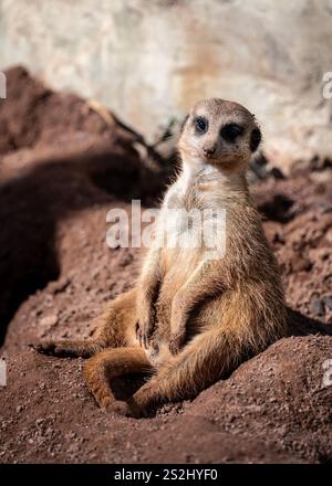 Libre de meerkat (Suricata suricatta) Garde côtière canadienne assis bien droit sur un rocher Banque D'Images