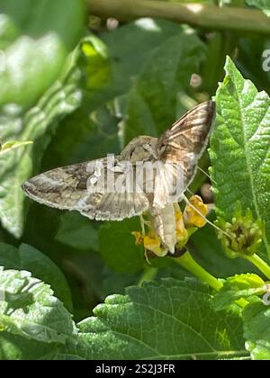 Grey Looper Moth (Rachiplusia ou) Banque D'Images