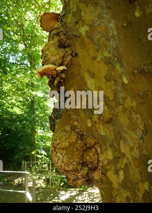 Une ronce d'arbre sur un vieil arbre, imprégnée de fils fongiques fins. Les champignons colonisent la ronce et créent un travail unique de fonctionnement naturel Banque D'Images