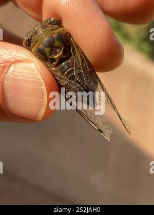 Cicada du jour du chien des plaines (Neotibicen auriferus) Banque D'Images