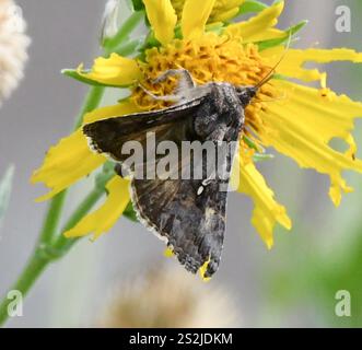 Grey Looper Moth (Rachiplusia ou) Banque D'Images