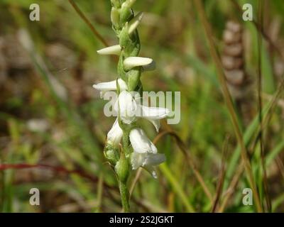 Tresses pour dames Great Plains (Spiranthes magnicamporum) Banque D'Images