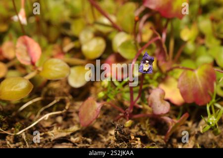 Willowherb de Nouvelle-Zélande (Epilobium brunnescens) Banque D'Images