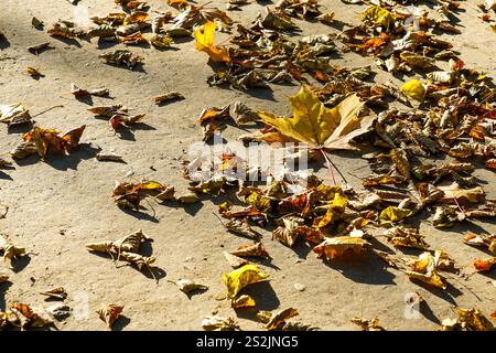 Feuilles d'arbre jaune tombées sèches sur le trottoir en plein soleil en automne, grande feuille d'érable dorée Banque D'Images