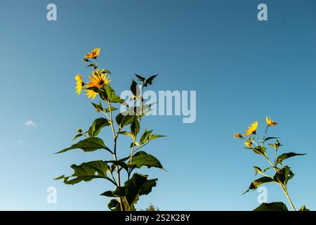 Tournesols sauvages poussant dans un champ agricole en Ontario, Canada Banque D'Images