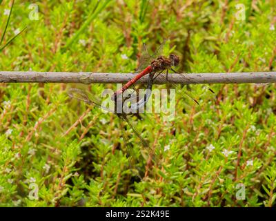 Une paire de libellules dards communs (Sympetrum striolatum) - RSPB Old Moor Banque D'Images