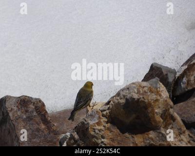 Grand Finish jaune (Sicalis auriventris) Banque D'Images