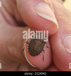 Insecte du bouclier brun (Dictyotus caenosus) Banque D'Images