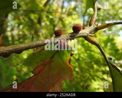 Guêpe galloise (Kokkocynips imbricariae) Banque D'Images
