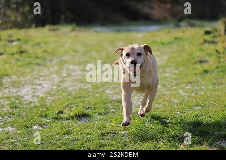 Labrador court sur Haresfield Beacon le long de la Cotswold Way Banque D'Images