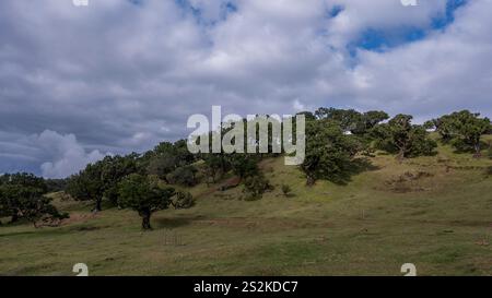 Une colline pittoresque couverte d'herbe verte luxuriante et d'arbres éparpillés sous un ciel partiellement nuageux. Un paysage rural paisible mettant en valeur la beauté naturelle. Banque D'Images