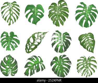 Monstera Leaves Set - illustration vectorielle Illustration de Vecteur