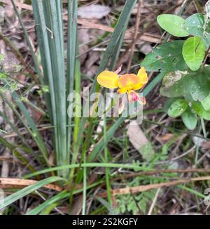 Orchidée de fleur de mur (Diuris orientis) Banque D'Images