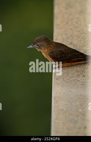 Petit oiseau brun dans un balcon Banque D'Images