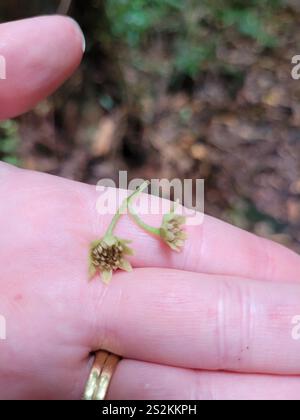 Bois de pigeonnier (Hedycarya arborea) Banque D'Images