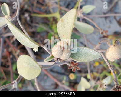 Plage Croton (Croton punctatus) Banque D'Images