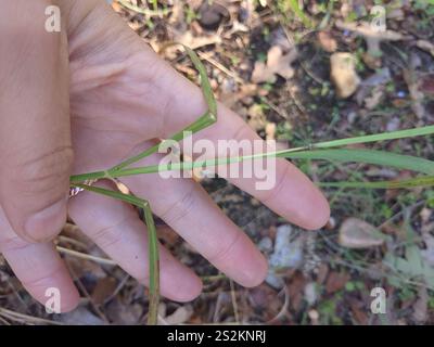 King Ranch bluestem (Bothriochloa ischaemum) Banque D'Images