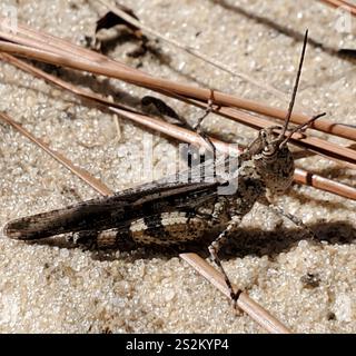 Sauterelle Longhorn Band-Wing (Psinidia fenestralis) Banque D'Images