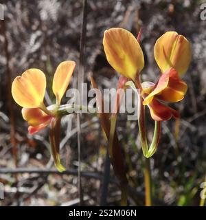 Orchidée de fleur de mur (Diuris orientis) Banque D'Images