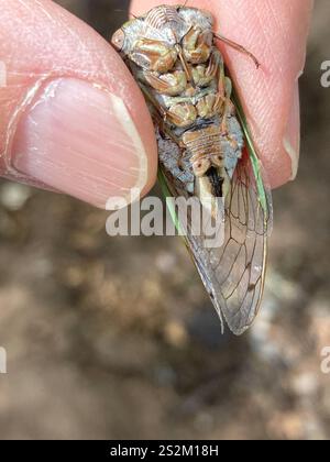 Cicada du jour du chien des plaines (Neotibicen auriferus) Banque D'Images