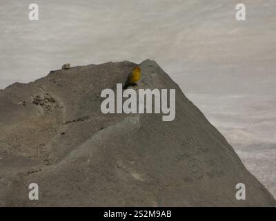 Grand Finish jaune (Sicalis auriventris) Banque D'Images