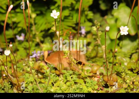Willowherb de Nouvelle-Zélande (Epilobium brunnescens) Banque D'Images