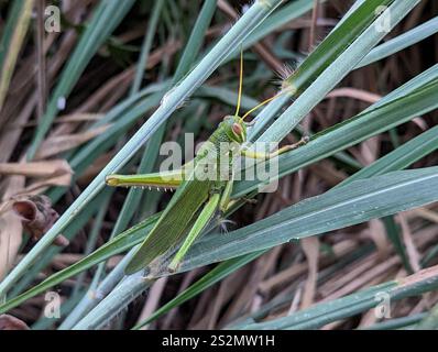 Grande sauterelle verte (Chondracris rosea) Banque D'Images