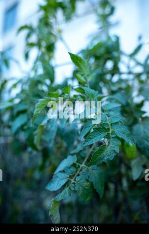 Tomate poussant dans le jardin. Phytophthora Banque D'Images