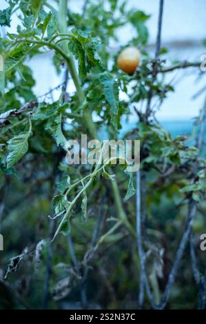 Tomate poussant dans le jardin. Phytophthora Banque D'Images