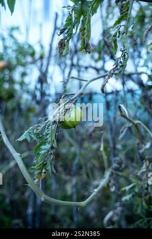 Tomate poussant dans le jardin. Phytophthora Banque D'Images