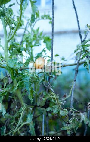 Tomate poussant dans le jardin. Phytophthora Banque D'Images