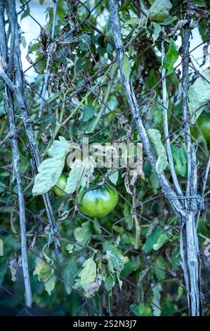 Tomate poussant dans le jardin. Phytophthora Banque D'Images