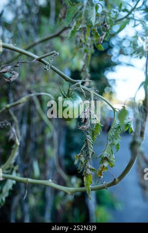Tomate poussant dans le jardin. Phytophthora Banque D'Images