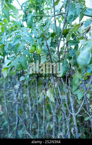 Tomate poussant dans le jardin. Phytophthora Banque D'Images