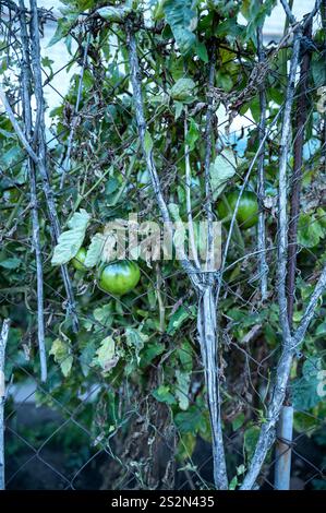 Tomate poussant dans le jardin. Phytophthora Banque D'Images