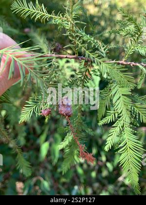 Cypress Twig Gall Midge (Taxodiomyia cupressiananassa) Banque D'Images