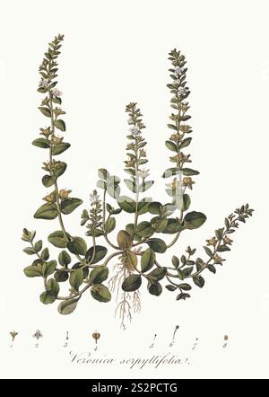 Flora Londinensis, OR, plaques et descriptions de telles plantes qui poussent à l'état sauvage dans les environs de Londres (8281138491) - propre. Banque D'Images