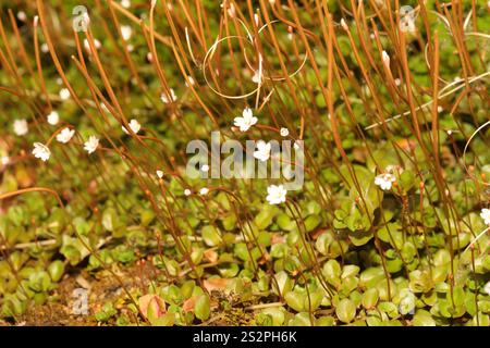 Willowherb de Nouvelle-Zélande (Epilobium brunnescens) Banque D'Images