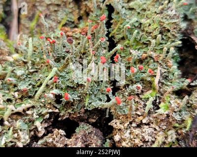 Soldats jouets (Cladonia bellidiflora) Banque D'Images