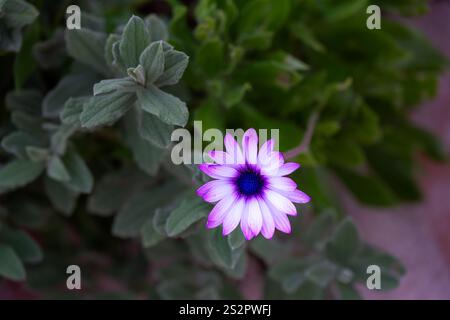 Belle fleur rose pâle d'Osteospermum ou Marguerite africaine en hiver Banque D'Images
