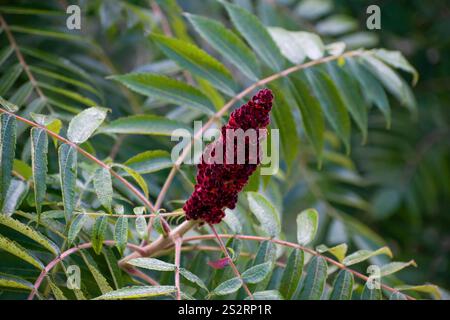 Gros plan du Rhus Typhina avec son cône rouge éclatant et ses feuilles vertes luxuriantes. Banque D'Images