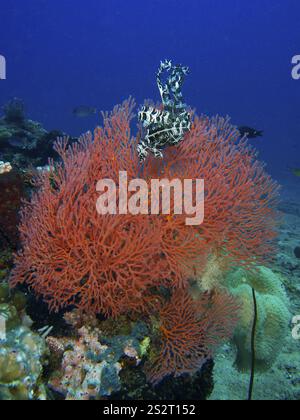 Une étoile de plume rouge se trouve sur le corail rouge vif, Red Knot fan (Melithaea ochracea), dans le monde sous-marin, site de plongée Twin Reef, Penyapangan, Bali, Indon Banque D'Images