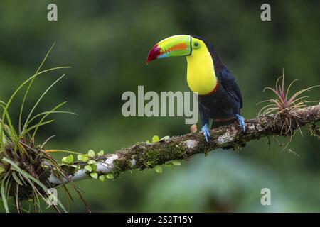 Pêche Toucan (Ramphastos sulfurantus), Toucans (Ramphastidae), Laguna del Lagarto Lodge, Alajuela, Costa Rica, Amérique centrale Banque D'Images