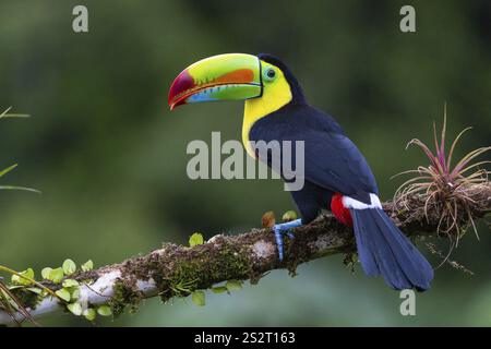 Pêche Toucan (Ramphastos sulfurantus), Toucans (Ramphastidae), Laguna del Lagarto Lodge, Alajuela, Costa Rica, Amérique centrale Banque D'Images