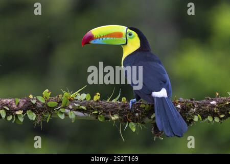 Pêche Toucan (Ramphastos sulfurantus), Toucans (Ramphastidae), Laguna del Lagarto Lodge, Alajuela, Costa Rica, Amérique centrale Banque D'Images