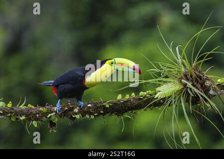 Pêche Toucan (Ramphastos sulfurantus), Toucans (Ramphastidae), Laguna del Lagarto Lodge, Alajuela, Costa Rica, Amérique centrale Banque D'Images