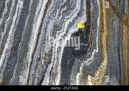 Structures rocheuses avec feuilles d'automne dans la rivière Verzasca, près de Lavertezzo, Canton Tessin, Suisse, Europe Banque D'Images
