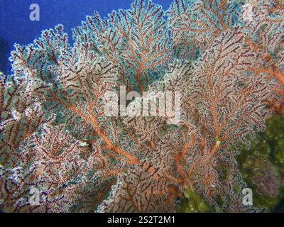 Éventail noué rouge (Melithaea ochracea) dans un arrangement organique en haute mer, site de plongée Magic Forest, Penyapangan, Bali, Indonésie, Asie Banque D'Images