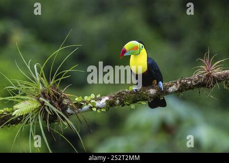 Pêche Toucan (Ramphastos sulfurantus), Toucans (Ramphastidae), Laguna del Lagarto Lodge, Alajuela, Costa Rica, Amérique centrale Banque D'Images